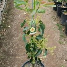 Avocado (Hass) Grafted Plants