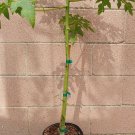 Papaya (Solo Hawaiian) Tropical Fruit Tree