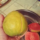 Pink Guavas (Ruby Supreme) Tropical Fruit Trees