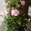 Dipladenia Madinia Live Plant Pink