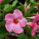 Dipladenia Madinia Live Plant Creamy-Yellow (Apricot)