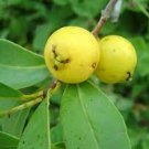 Lemon Yellow Guava Tropical Fruit Trees (in blooming)