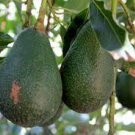 Avocado Dwarf (Little Cado) Grafted Plants