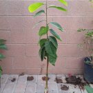 Honeyhart Cherimoya Tropical Fruit Trees