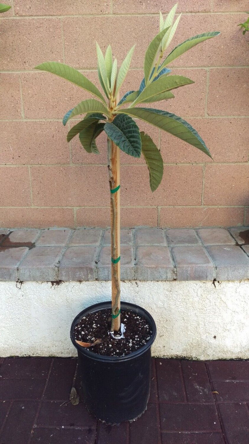 Loquat (Gold Nugget Varieties) Tropical Fruit Tree