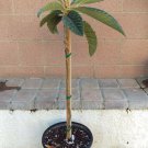 Loquat (Gold Nugget Varieties) Tropical Fruit Tree