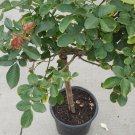 Gene Boerner Rose Live Plants (Pink Flower)