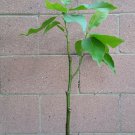 Michelia Alba/Magnolia Champaca Live Plant (White Flowers)