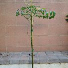 Spondias Dulcis (June Plums) Tropical Fruit Tree