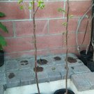 JIRO FUYU JAPANESE PERSIMMON FRUIT TREE