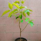 Michelia Alba/Magnolia Champaca Live Plant (White Flowers)
