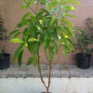 Michelia Alba/Magnolia Champaca Live Plant (White Flowers)