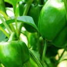 Capsicum Annuum Emerald Giant Sweet Bell Pepper - 20 Seeds