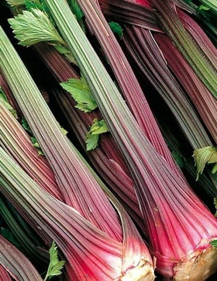Celery Stick Peppermint Red 16-20 Inch Stems With Bright Green Leaves 100 Seeds
