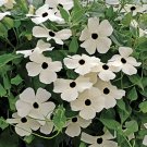 Thunbergia Susan Black Eyed White Vine Botanical Beauty 40 Seeds 700 Milligrams