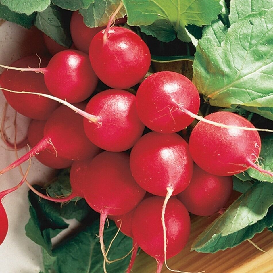 Radish Belle Cherry Botanical Interests Fast Maturing Garden Plant 6 Grams Seeds