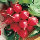 Radish Belle Cherry Botanical Interests Fast Maturing Garden Plant 6 Grams Seeds