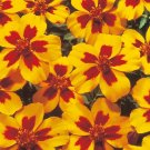 Botanical Marietta Marigold Naughty French Interests Garden Plant 500 Mg Seeds