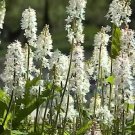 Wherryi Foam White Tiarella Flower Attractive Easy Grow Woodland Garden 20 Seeds