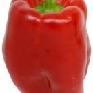 Bell Pepper Keystone Giant Sweet Hollow Huge Rounded Square Shape 20 Seeds