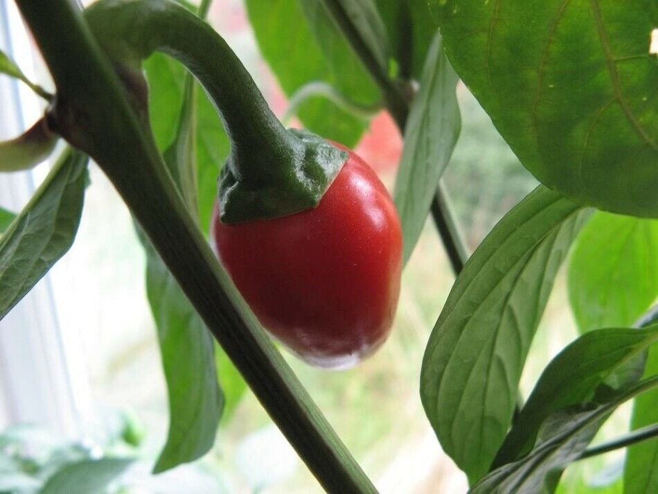 Chilli Pepper Kiss Cherry Satan Hot Spice Capsicum Annuum Garden Plant 20 Seeds