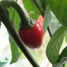 Chilli Pepper Kiss Cherry Satan Hot Spice Capsicum Annuum Garden Plant 20 Seeds