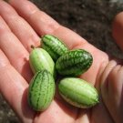 Cucamelon Melon Mouse Must For Vegetable Cornichons Garden Strong Vines 20 Seeds