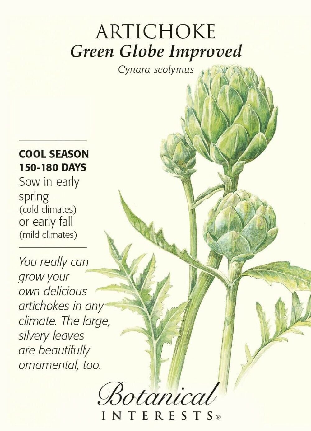 Botanical 18 Seed Green Globe Improved Artichoke Seeds