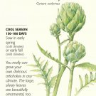Botanical 18 Seed Green Globe Improved Artichoke Seeds