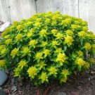 Polychroma Spurge Euphorbia Cushion Moundings Clumps Forming Perennial 20 Seeds