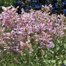 Agastache Sunset Hummingbirds Arizona Flowers Spikes Loaded With Blooms 10 Seeds