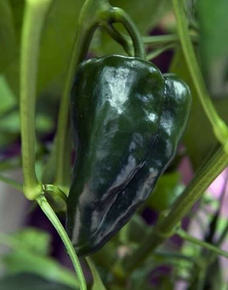 Pepper Ancho Capsicum Annuum San Luis Mildly Hot From Dark Green To Red 20 Seeds