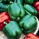 Pepper Bells Yolos Sweets Wonders Green To Red Hollow With Flat Inside 20 Seeds