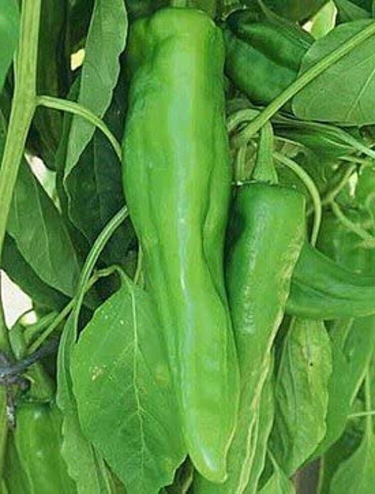 Pepper Nu Hot Mex Chili Joe E. Parker Habanero Increasing Perspiration 30 Seeds