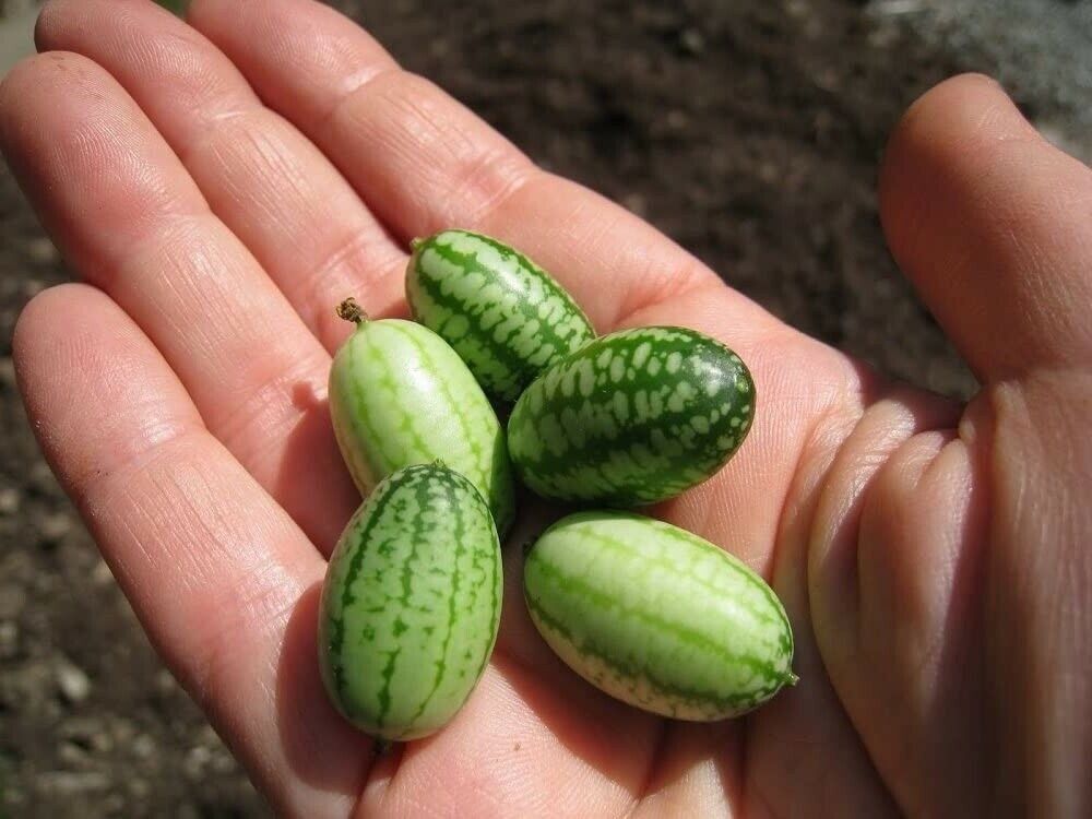 Cucamelon Mouse Melon - 20 Veggie Seeds