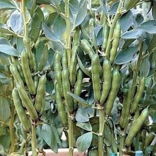 Broad Fava Bean Stereo Bush Outdoor 50 Seeds