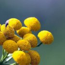 Cephalophora Scented Apple Pom Pom Beautiful Gold Exhilarating Fragrance 40 Seed