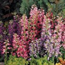 Rondo Penstemon Perennial Bright Mix Of Colors Spikes Of Tubular Flowers 30 Seed