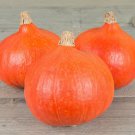Kuris Squashs Red Winter Heirloom Smooth Consistencys & Deep Color 2 Grams Seeds