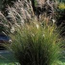 Miscanthus Silver Premier Ornamental Grass The Leaves Are Medium Green 25 Seeds