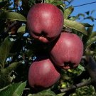 Appleseed Native Tree Apple Sieversii Be Johnny Sylvestris Malus Garden 20 Seeds
