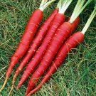 Carrot Seed Veggie Blood Red Atomic 150 Seeds Garden Anti-oxidant
