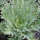 Kale Russian Flattened And Dissected Leaves With White Stems And Veins 30 Seeds
