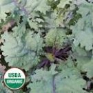 Vigorous Dark Green Kale With Red Veined Scarlet Vigorous Garden Plant 20 Seeds