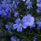 Perenne Flax Linum Blue Perennial Little Blue Flowers Outdoor 2 Grams Of Seeds