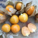 Molly's Cherry Aunt Ground Physalis Pruinosa Organic Unique Flavor Easy 50 Seeds