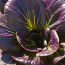 Choi Baby Pak Purple Top Leaves Harvest Just 30 Days Eye Catching Color 50 Seeds