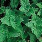 Citrata Catnip Nepeta Lemon Used As Digestive Lemon Scented Leave Herb 100 Seeds