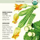 Seed Summer Costata Romanesco Heirloom Organic Seeds - 1.5 Grams