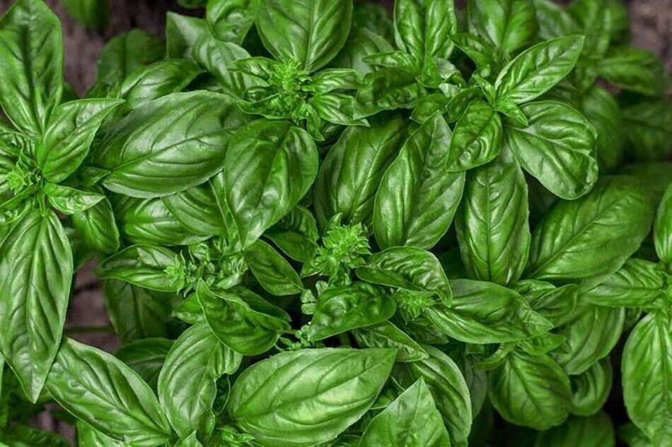 Pepper Long Medium Hot Dante's Hot Mild Colorful Green To Orange To Red 20 Seeds